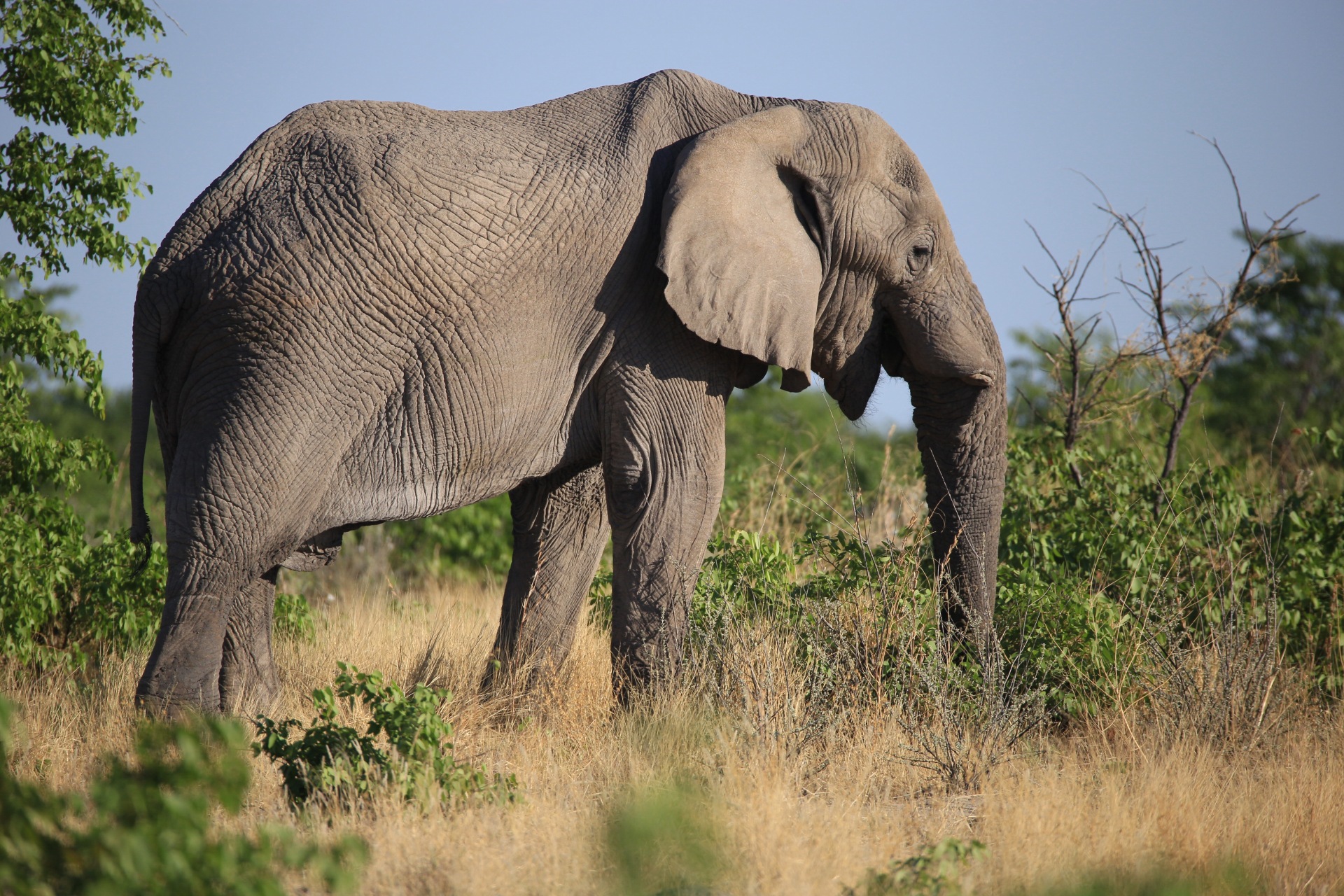 Etosha