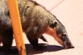 coati