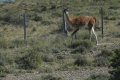 guanaco