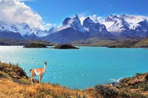 Guanaco à Torres del Paine, Chili