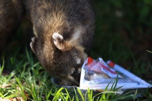 Coati en plein vol