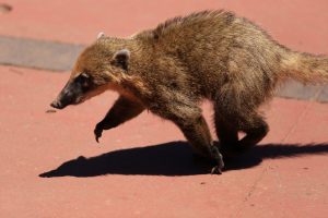 Coati