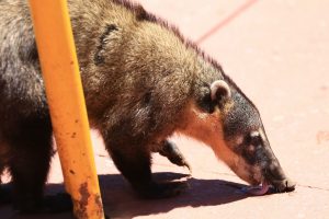 Coati