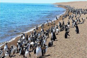 Punta Tombo, Argentina