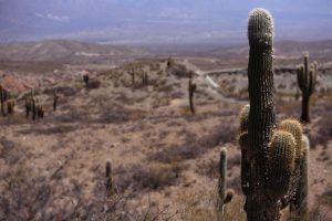 El Parque de los Cardonnes