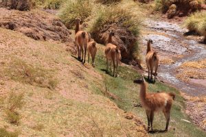 Guanacos