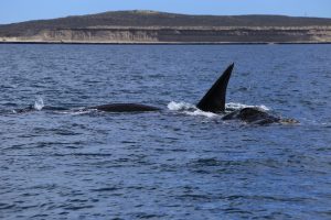 Baleine franche australe