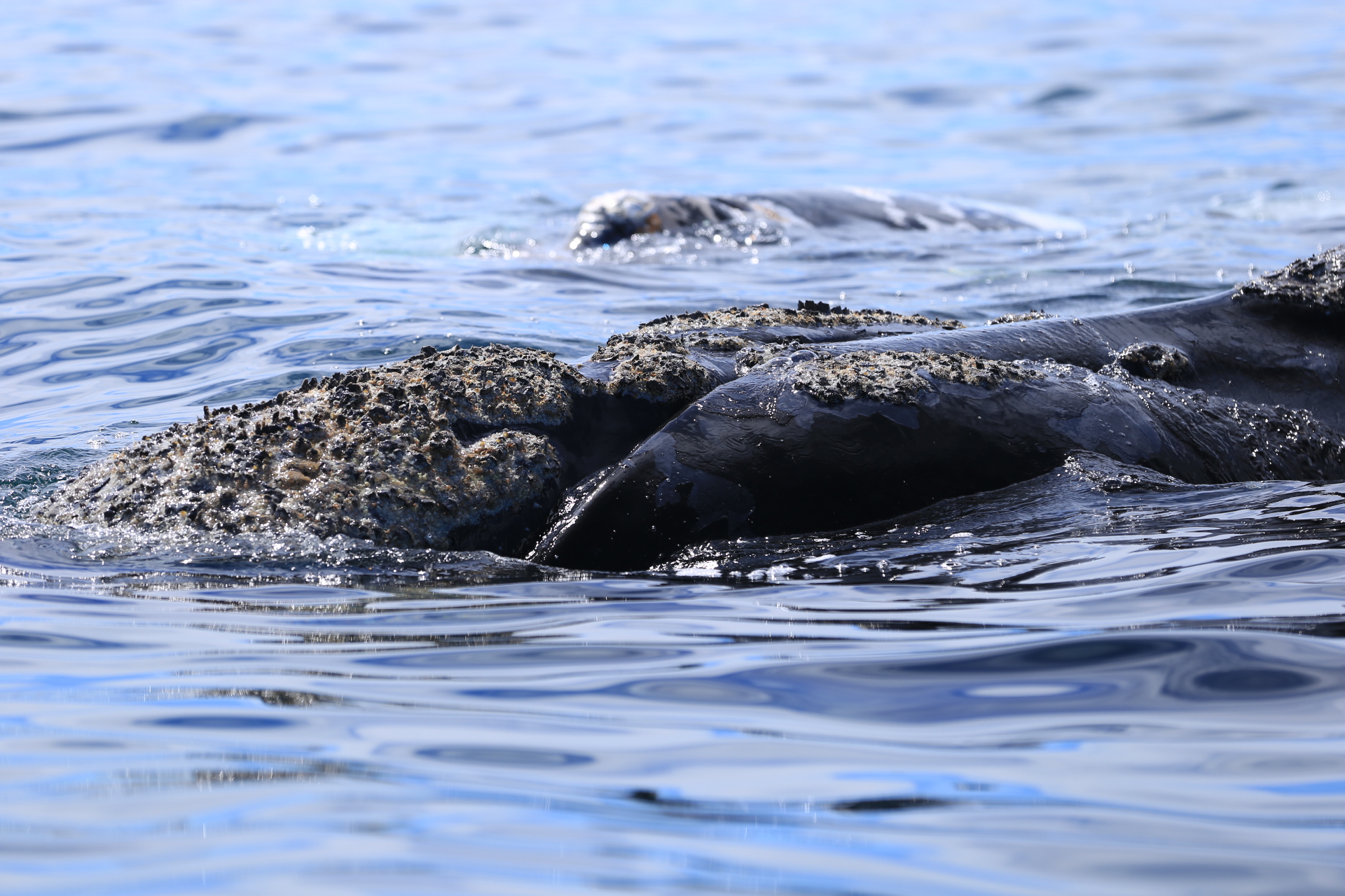 Puerto Madryn, vie sauvage