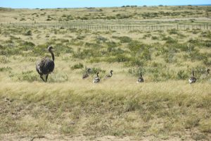 Famille de nandous