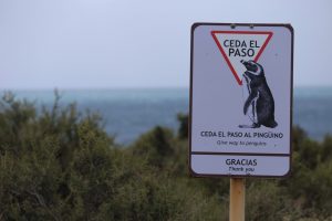 Céder le passage au manchot