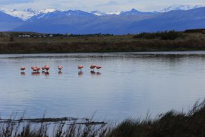 Laguna Nimez, flamants roses