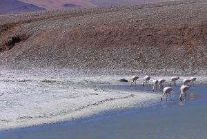 Flamants roses (flamencos)