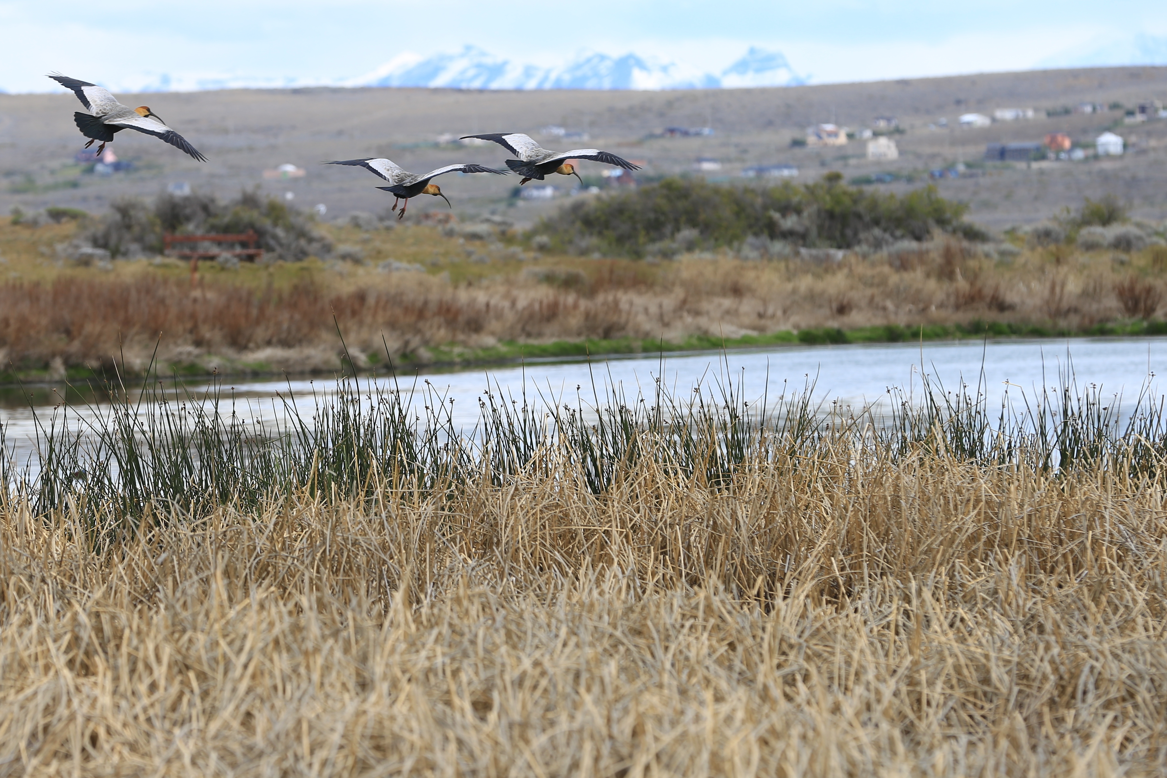 El Calafate - Laguna Nimez